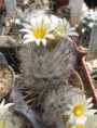 /album/mexiko/turbinicarpus-schmiedickianus-v-dickisoniae-jpg/
